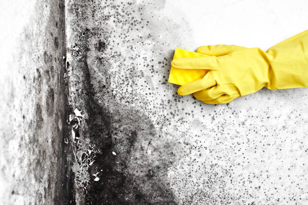 Best Mold Odor Removal Services  in Fredericktown, OH
